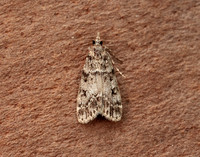 63.067 BF1338 Eudonia lacustrata