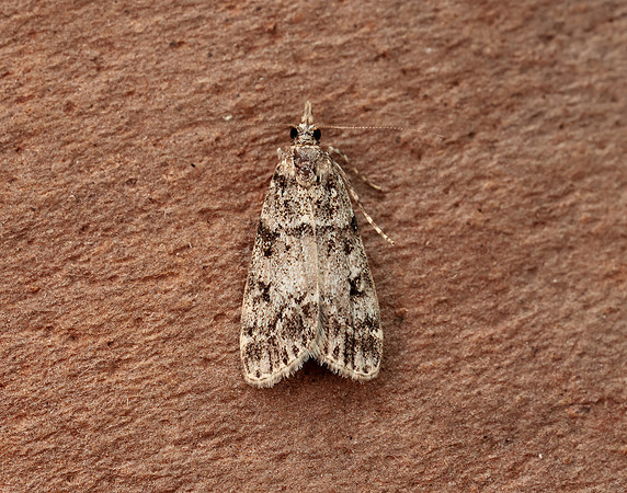 63.067 BF1338 Eudonia lacustrata