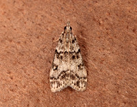 63.067 BF1338 Eudonia lacustrata