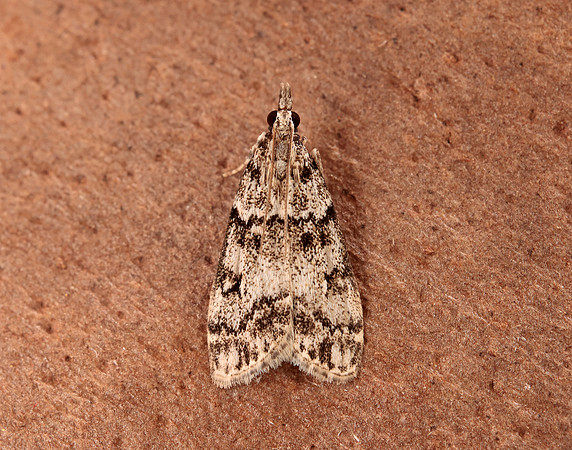 63.067 BF1338 Eudonia lacustrata