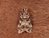 63.067 BF1338 Eudonia lacustrata