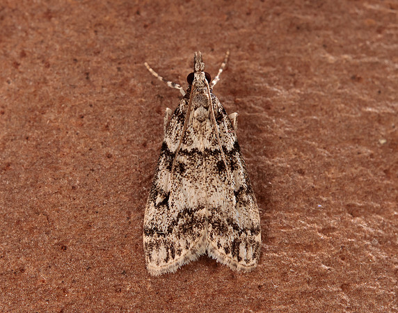63.067 BF1338 Eudonia lacustrata