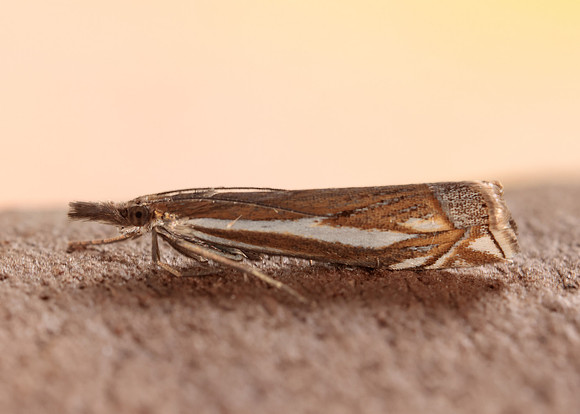 63.085 BF1300 Crambus pratella