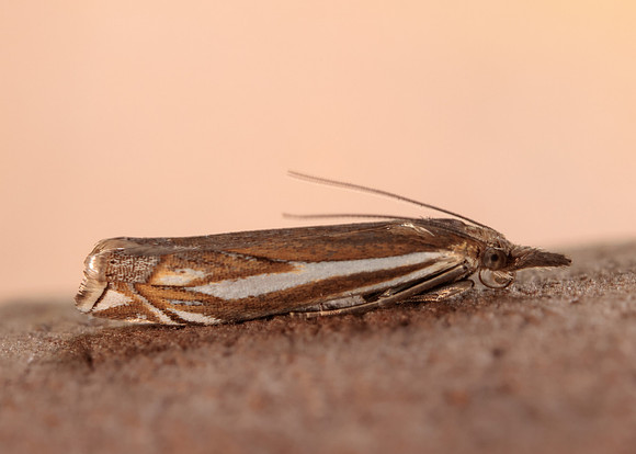63.085 BF1300 Crambus pratella