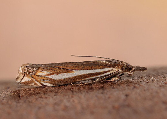 63.085 BF1300 Crambus pratella