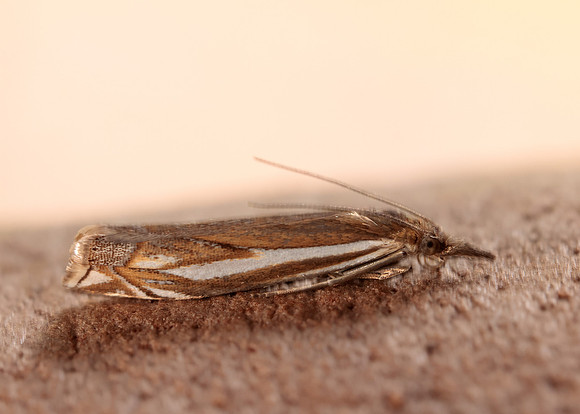 63.085 BF1300 Crambus pratella