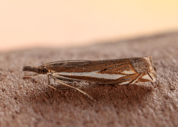 63.085 BF1300 Crambus pratella