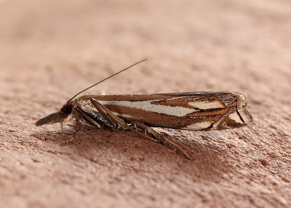 63.085 BF1300 Crambus pratella