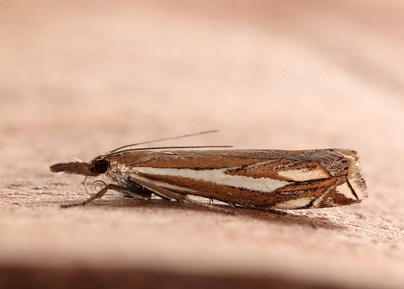 63.085 BF1300 Crambus pratella