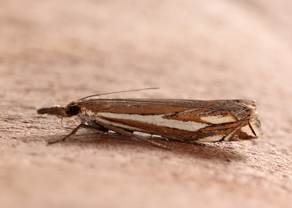 63.085 BF1300 Crambus pratella