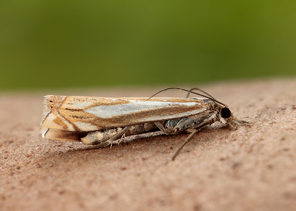 63.085 BF1300 Crambus pratella