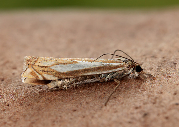 63.085 BF1300 Crambus pratella
