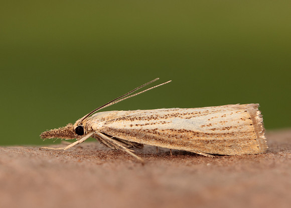 63.093 BF1304 Agriphila straminella