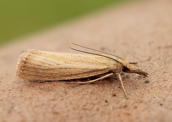 63.093 BF1304 Agriphila straminella