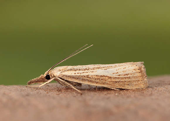 63.093 BF1304 Agriphila straminella