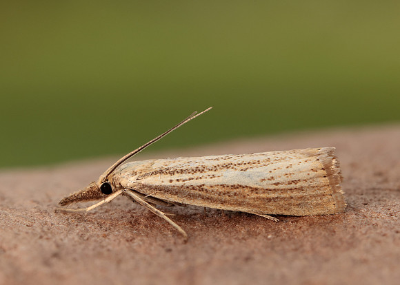 63.093 BF1304 Agriphila straminella