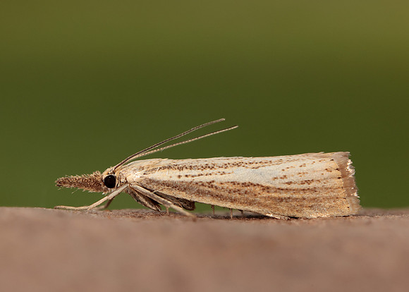 63.093 BF1304 Agriphila straminella