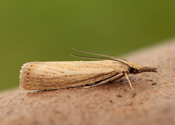 63.093 BF1304 Agriphila straminella