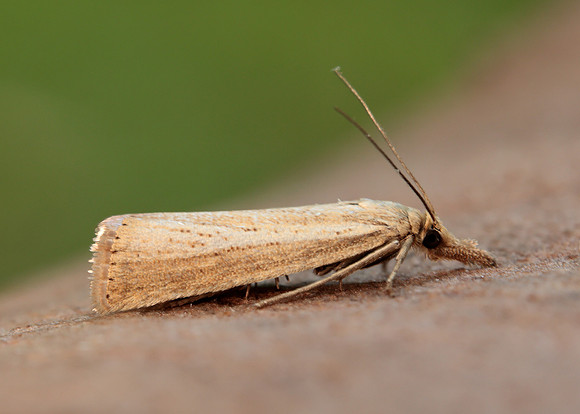 63.093 BF1304 Agriphila straminella