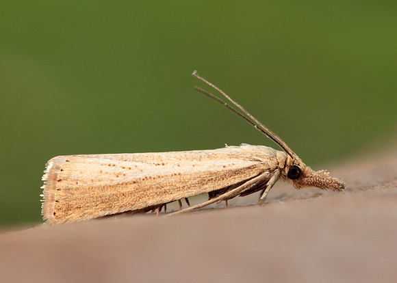 63.093 BF1304 Agriphila straminella