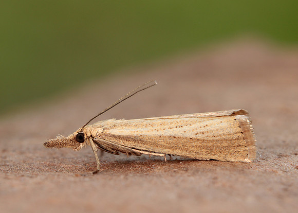 63.093 BF1304 Agriphila straminella