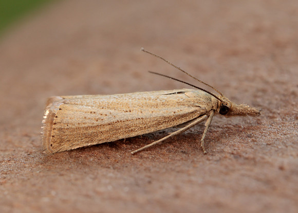 63.093 BF1304 Agriphila straminella