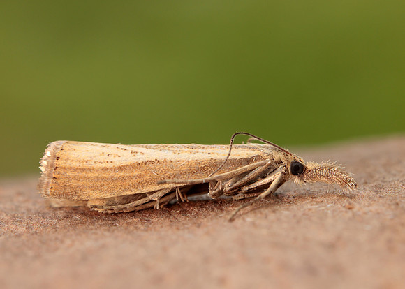 63.093 BF1304 Agriphila straminella