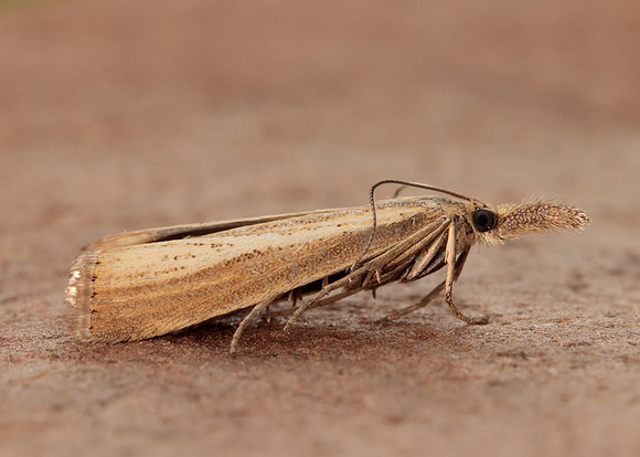 63.093 BF1304 Agriphila straminella