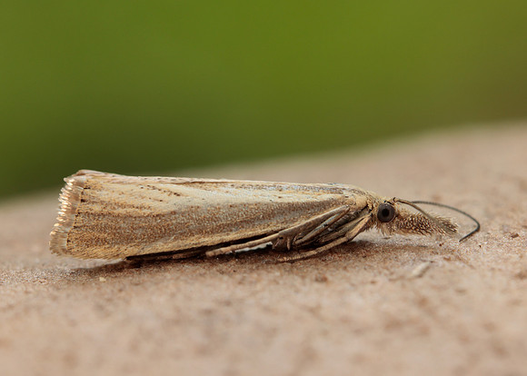 63.093 BF1304 Agriphila straminella