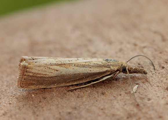 63.093 BF1304 Agriphila straminella