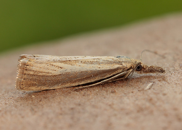 63.093 BF1304 Agriphila straminella