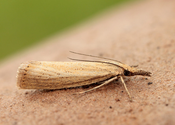 63.093 BF1304 Agriphila straminella