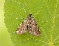 63.114 BF1345 Brown China-mark Elophila nymphaeata