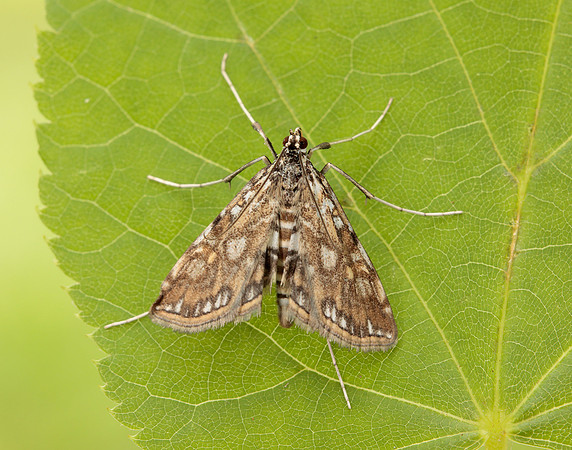 63.114 BF1345 Brown China-mark Elophila nymphaeata