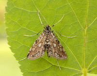 63.114 BF1345 Brown China-mark Elophila nymphaeata