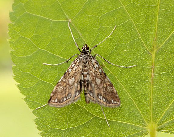 63.114 BF1345 Brown China-mark Elophila nymphaeata
