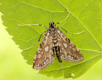 63.114 BF1345 Brown China-mark Elophila nymphaeata