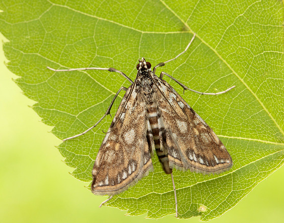 63.114 BF1345 Brown China-mark Elophila nymphaeata