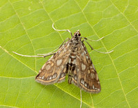 63.114 BF1345 Brown China-mark Elophila nymphaeata