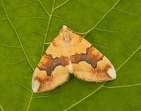 70.085 BF1765 Barred Yellow Cidaria fulvata