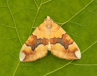 70.085 BF1765 Barred Yellow Cidaria fulvata