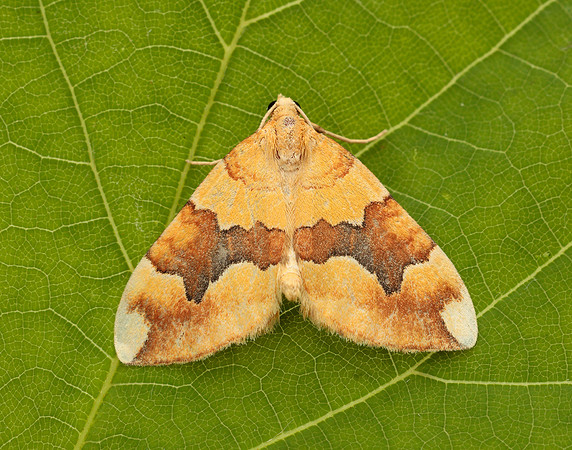 70.085 BF1765 Barred Yellow Cidaria fulvata