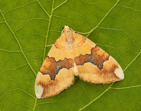 70.085 BF1765 Barred Yellow Cidaria fulvata