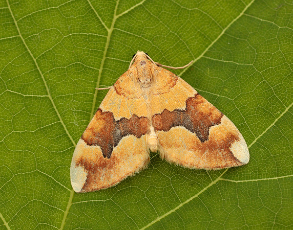 70.085 BF1765 Barred Yellow Cidaria fulvata