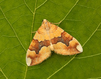 70.085 BF1765 Barred Yellow Cidaria fulvata