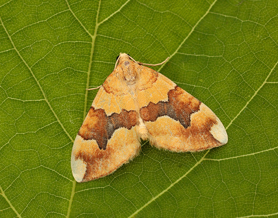 70.085 BF1765 Barred Yellow Cidaria fulvata