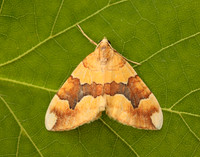70.085 BF1765 Barred Yellow Cidaria fulvata