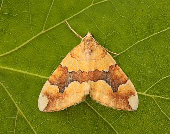 70.085 BF1765 Barred Yellow Cidaria fulvata