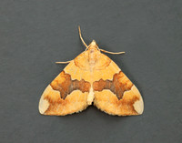 70.085 BF1765 Barred Yellow Cidaria fulvata