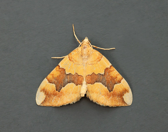70.085 BF1765 Barred Yellow Cidaria fulvata